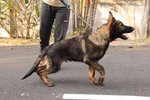 PF55788 - German Shepherd Dog Dog