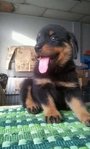 PF55792 - Rottweiler Dog