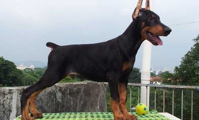 PF55793 - Doberman Pinscher Dog