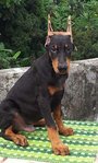 PF55793 - Doberman Pinscher Dog