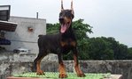 PF55793 - Doberman Pinscher Dog