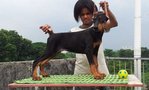 PF55793 - Doberman Pinscher Dog