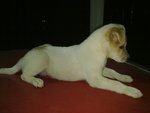 Ann Ann - Mixed Breed Dog