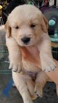 Golden Puppies For Sale - Golden Retriever Dog