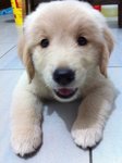 Golden Puppies For Sale - Golden Retriever Dog