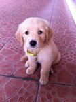 Golden Puppies For Sale - Golden Retriever Dog