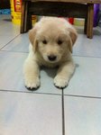 Golden Puppies For Sale - Golden Retriever Dog