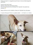 Lasya - Mixed Breed Dog