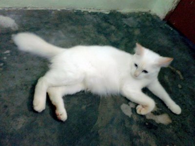 Utih - Domestic Long Hair Cat