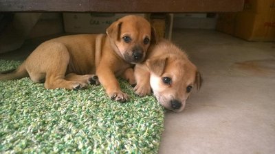 Dorothy And Gertrude - Mixed Breed Dog