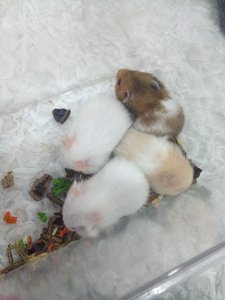 Babies  - Common Hamster + Tibetan Hamster Hamster