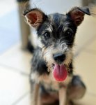 Tuxie - Silky Terrier Mix Dog