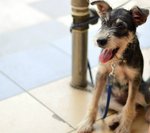 Tuxie - Silky Terrier Mix Dog