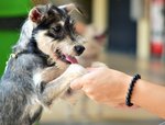 Tuxie - Silky Terrier Mix Dog