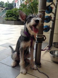 Tuxie - Silky Terrier Mix Dog