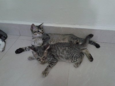 Bobo &amp; Bubba - Domestic Short Hair Cat