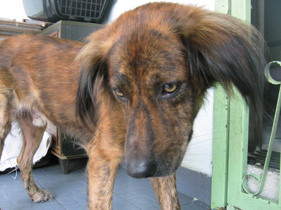 Tiger - Mixed Breed Dog