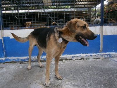 D88(160214) - Shepherd Mix Dog