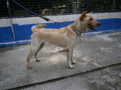 D98(050414) - Mixed Breed Dog