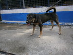 D111(130114) - Mixed Breed Dog