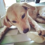 Sherlock chewing