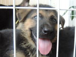 Gsd Puppy - German Shepherd Dog Dog