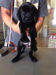 Labrador - Very Big Bone - Labrador Retriever Dog