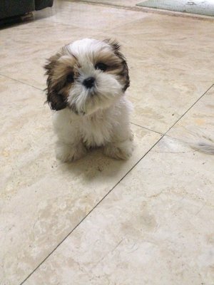 PF55879 - Shih Tzu Dog