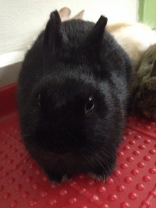 Black Netherland Dwarf 01 - Netherland Dwarf Rabbit