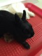 Black Netherland Dwarf 01 - Netherland Dwarf Rabbit