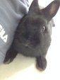 Black Netherland Dwarf 01 - Netherland Dwarf Rabbit