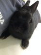 Black Netherland Dwarf 01 - Netherland Dwarf Rabbit