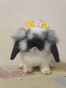 Bunny - Lionhead + Lop Eared Rabbit