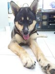 Miao Ci 妙慈 (Cici 慈慈) - Husky + German Shepherd Dog Dog