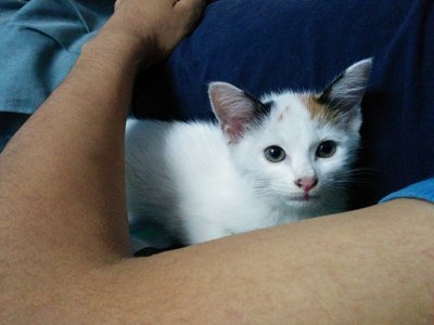 :+: Female Calico Kitty :+: - Domestic Medium Hair Cat