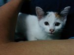 :+: Female Calico Kitty :+: - Domestic Medium Hair Cat