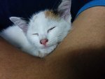 :+: Female Calico Kitty :+: - Domestic Medium Hair Cat