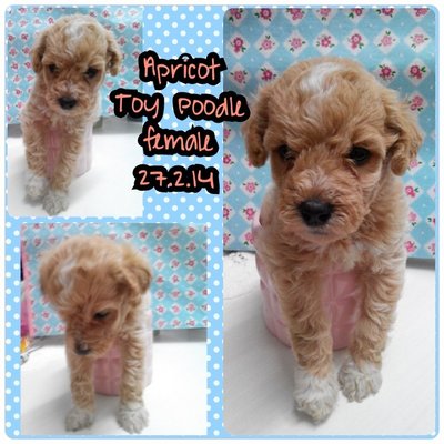 Apricot Toy Poodle - Poodle Dog