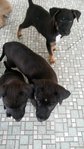 2 Puppies - Mixed Breed Dog