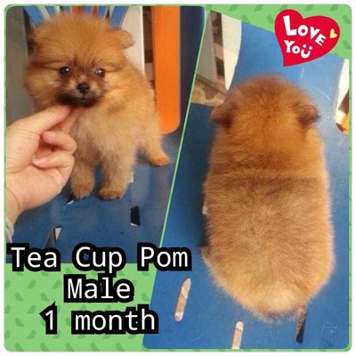 Short Nozzle Pomeranian  - Pomeranian Dog