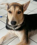 Angel Adopted - Mixed Breed Dog