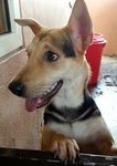 Angel Adopted - Mixed Breed Dog