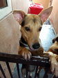 Angel Adopted - Mixed Breed Dog