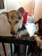 Angel Adopted - Mixed Breed Dog