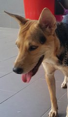 Angel Adopted - Mixed Breed Dog