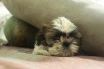 Quality Mini Shih Tzu - Shih Tzu Dog