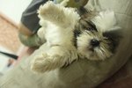 Quality Mini Shih Tzu - Shih Tzu Dog