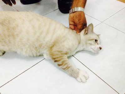 Othman - Domestic Short Hair + Siamese Cat