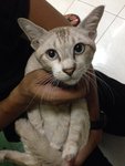 Othman - Domestic Short Hair + Siamese Cat