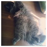 Shiloh - Persian + Domestic Long Hair Cat